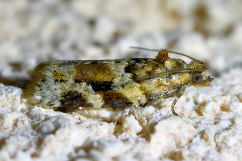 Réf. 328 603 : Argyrotaenia ljungiana